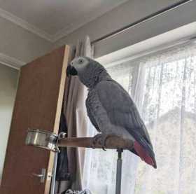 Lost African Grey