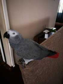 Lost African Grey