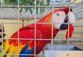 Lost Macaw