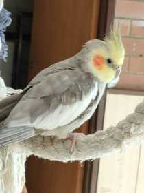 Lost Cockatiel