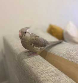 Lost Cockatiel