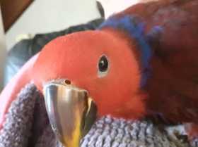 Lost Eclectus