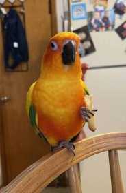 Lost Conure