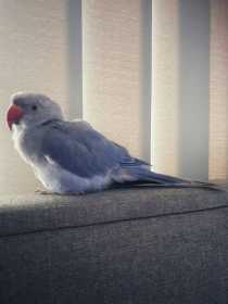 Lost Indian Ringneck Parakeet