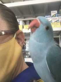 Lost Indian Ringneck Parakeet