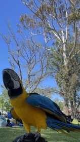Lost Macaw