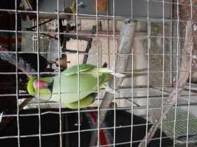 Lost Indian Ringneck Parakeet