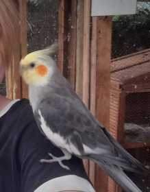 Lost Cockatiel