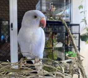 Lost Indian Ringneck Parakeet