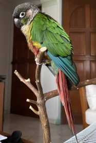 Lost Conure