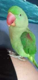 Lost Alexandrine