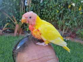 Lost Lory / Lorikeet