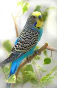 Lost Budgerigar