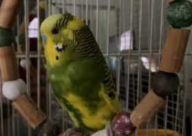 Lost Budgerigar