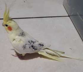 Lost Cockatiel