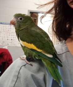 Lost White-Winged / Canary-Winged Parakeet