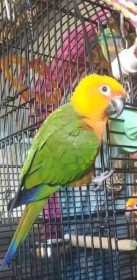 Lost Conure