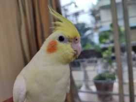 Lost Cockatiel