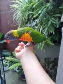 Lost Lory / Lorikeet