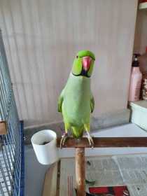 Lost Indian Ringneck Parakeet