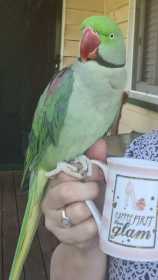 Lost Alexandrine