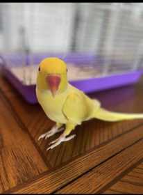 Lost Indian Ringneck Parakeet