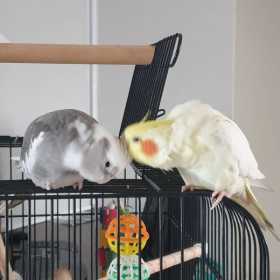 Lost Cockatiel