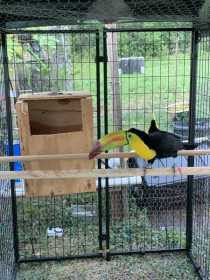 Lost Toucan