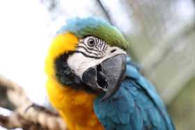 Lost Macaw