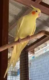 Lost Cockatiel