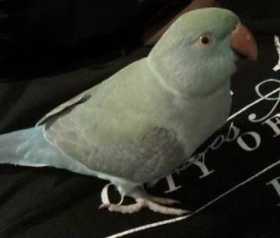 Lost Indian Ringneck Parakeet