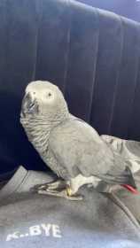 Lost African Grey