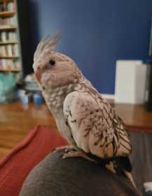 Lost Cockatiel