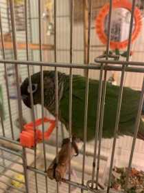 Lost Conure