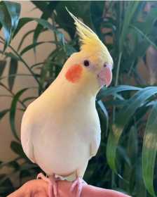 Lost Cockatiel