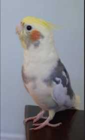 Lost Cockatiel