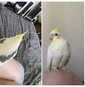 Lost Cockatiel