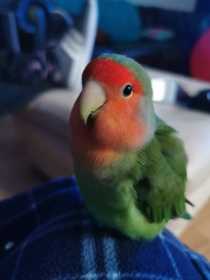 Lost Lovebird