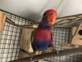 Lost Lory / Lorikeet