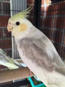 Lost Cockatiel