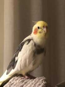 Lost Cockatiel