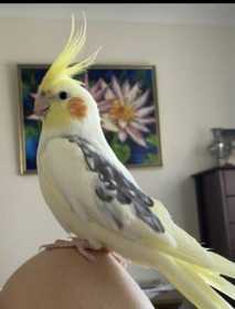 Lost Cockatiel