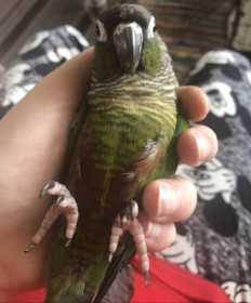 Lost Conure