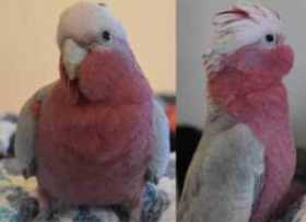 Lost Galah Cockatoo