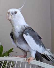 Lost Cockatiel