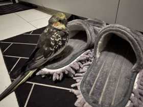 Lost Cockatiel