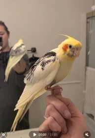 Lost Cockatiel