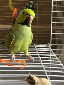 Lost African Ringneck Parakeet