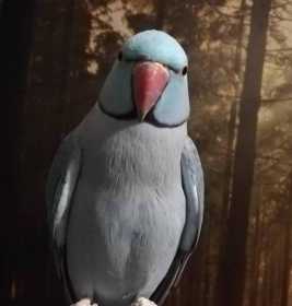 Lost Indian Ringneck Parakeet