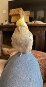 Lost Cockatiel